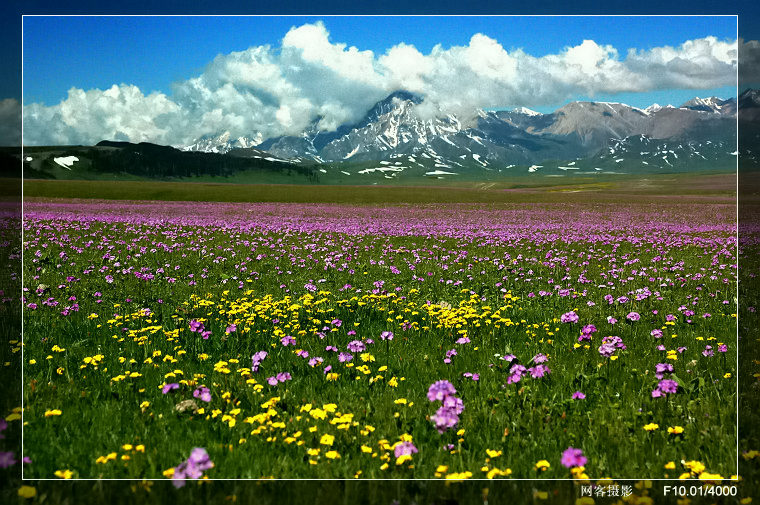 新疆山花